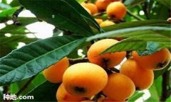 枇杷施肥時(shí)間、需肥特點(diǎn)及主要技術(shù)要求須知