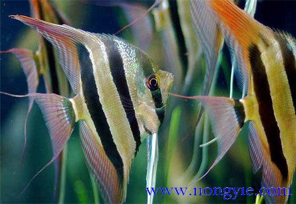 神仙魚能長多大，神仙魚怎么飼養(yǎng)