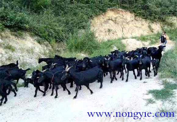 羊肉市場缺口大，供不應(yīng)求