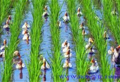 稻鴨共養(yǎng)、共生農(nóng)業(yè)新模式介紹