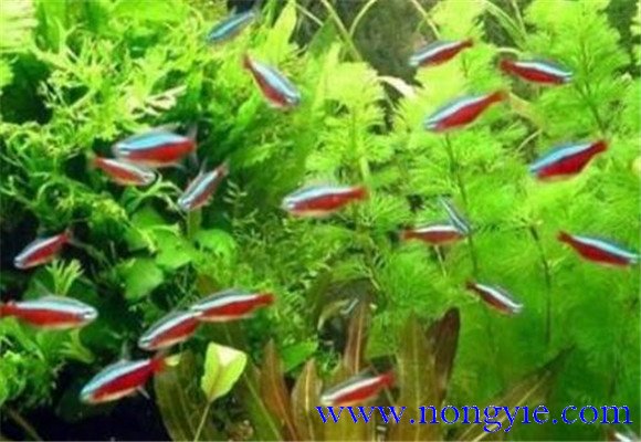 紅綠燈魚(yú)怎么養(yǎng)，紅綠燈魚(yú)的仔魚(yú)如何管理
