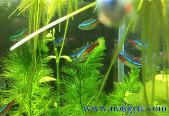 紅綠燈魚的壽命多長，紅綠燈魚養(yǎng)殖環(huán)境要求
