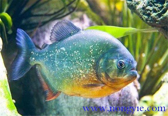 水虎魚(yú)吃什么食物