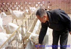 舍飼養(yǎng)羊的品種選擇，舍飼養(yǎng)羊技術(shù)要點(diǎn)
