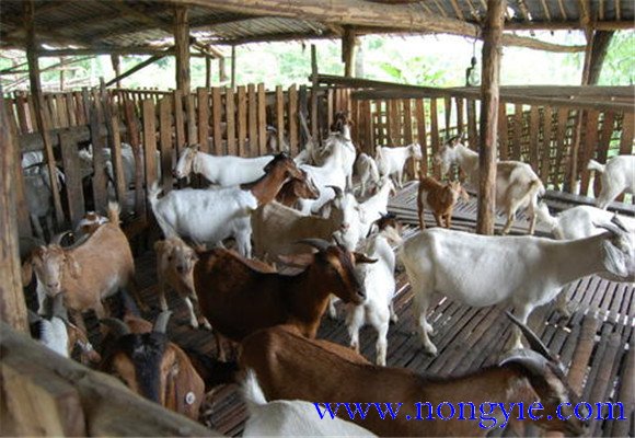 舍飼養(yǎng)羊的品種選擇，舍飼養(yǎng)羊技術(shù)要點