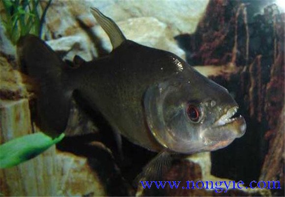 虎魚怎么養(yǎng)最好？