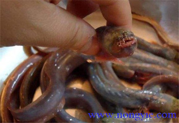 紅狼牙鰕虎魚能吃嗎？