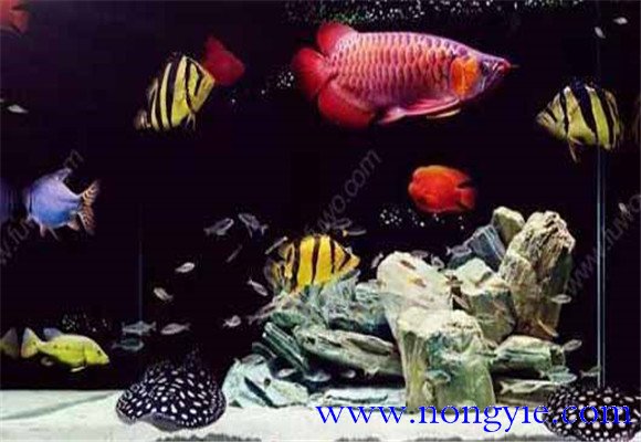 虎魚能和龍魚混養(yǎng)嗎？