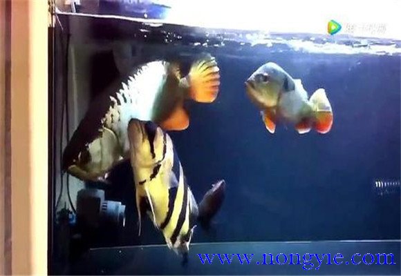 虎魚和龍魚怎么混養(yǎng)？