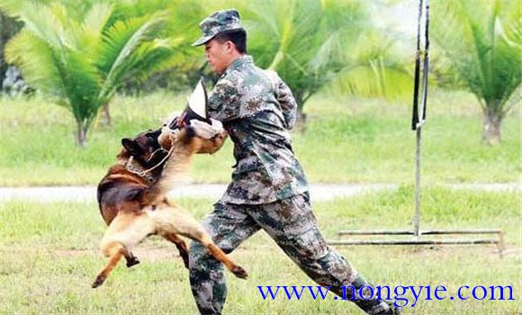 因犬制宜，區(qū)別對(duì)待的原則
