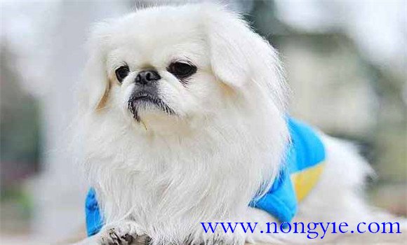 北京犬有何外貌特征和生活、性格特征