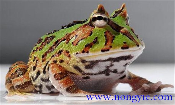 角蛙的飼養(yǎng)方法，角蛙如何飼養(yǎng)