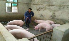 豬偽狂犬病的癥狀、危害及診斷要點(diǎn),怎么治療