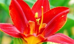 紅花的功效與作用 紅花的營養(yǎng)、功效、用法