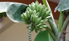 香蕉分類 你知道香蕉分幾種嗎？