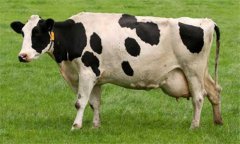 奶牛乳房炎久治不愈怎么辦：試試這幾個(gè)辦法！