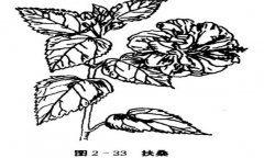 扶?；ㄔ趺答B(yǎng)，盆栽扶?；ㄔ趺答B(yǎng)才能開好花