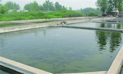 什么樣的魚塘適合培育魚苗？