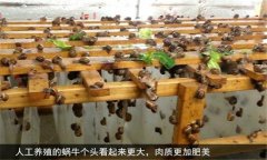 蝸牛怎么養(yǎng) 人工蝸牛養(yǎng)殖應(yīng)注意哪些問題？
