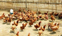 雞傳染性鼻炎的癥狀、病原及治療方法