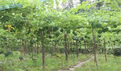怎樣種漆樹(shù)，漆樹(shù)種植技術(shù)要點(diǎn)