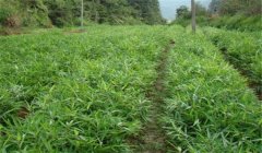 怎樣栽培毛竹，毛竹種植技術(shù)要點(diǎn)