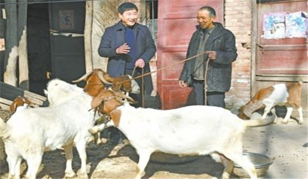 養(yǎng)山羊技術