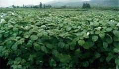 苧麻種植技術(shù)，冬季怎樣培育苧麻