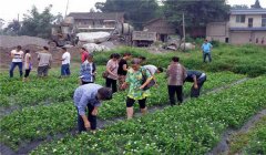 茉莉花的養(yǎng)殖方法簡介，怎樣培育茉莉花