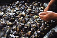 怎樣養(yǎng)珍珠，怎樣進(jìn)行河蚌育珠
