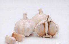 蒜黃的種植要點：播種前如何選擇和處理蒜種？
