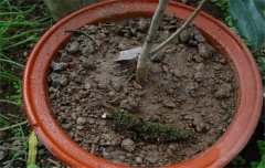 盆栽山茶花養(yǎng)殖關(guān)鍵技術(shù)：如何用土、換盆、澆