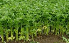 芹菜栽培技術(shù)要點(diǎn)：如何育苗、定植與田間管理