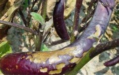 茄子病蟲害防治：茄子綿疫病、褐紋病、地老虎