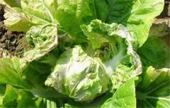 大白菜病蟲(chóng)害防治：白菜病毒病、霜霉病等