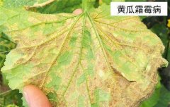 黃瓜病蟲害防治：黃瓜霜霉病、白粉病、紅蜘蛛