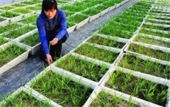 韭菜種植和管理的步驟：育苗、定植與田間管理