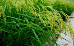 水稻施肥量及比例您知道嗎？水稻要如何施肥？