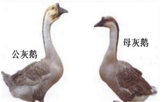 公、母鵝的配偶