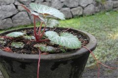 如何盆栽虎耳草，虎耳草盆栽關鍵技術解密