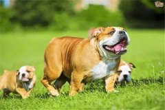 怎樣加強(qiáng)懷孕母犬飼養(yǎng)管理，防止胚胎死亡或流