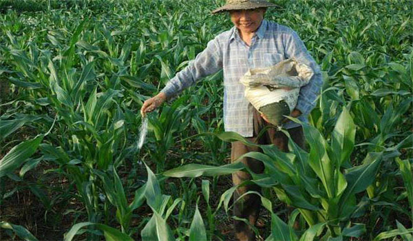 重施磷肥、巧施穗肥