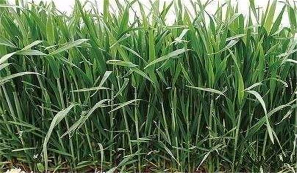抗旱防漬、保根護(hù)葉