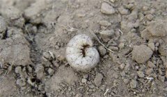 地老虎的防治辦法、習性與為害特點