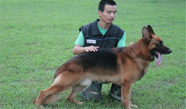因犬制宜，區(qū)別對待