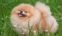 絲毛犬有哪些品種，如何購(gòu)買(mǎi)與飼養(yǎng)絲毛犬