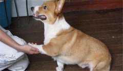 怎么訓(xùn)練狗狗臥下？犬“臥下”動作的調(diào)教方法