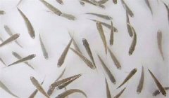 魚苗放養(yǎng)密度多少合適，需注意什么？