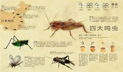 鳴蟲有哪些種類 哪種鳴蟲最好養(yǎng)？