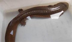 娃娃魚(yú)可以吃嗎？人工養(yǎng)殖的娃娃魚(yú)可以吃喲！